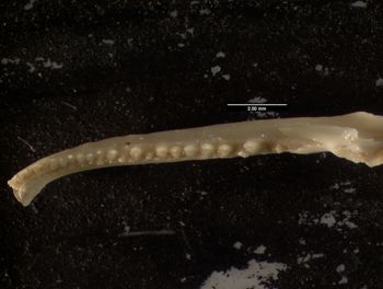 Media type: image;   Herpetology R-131846